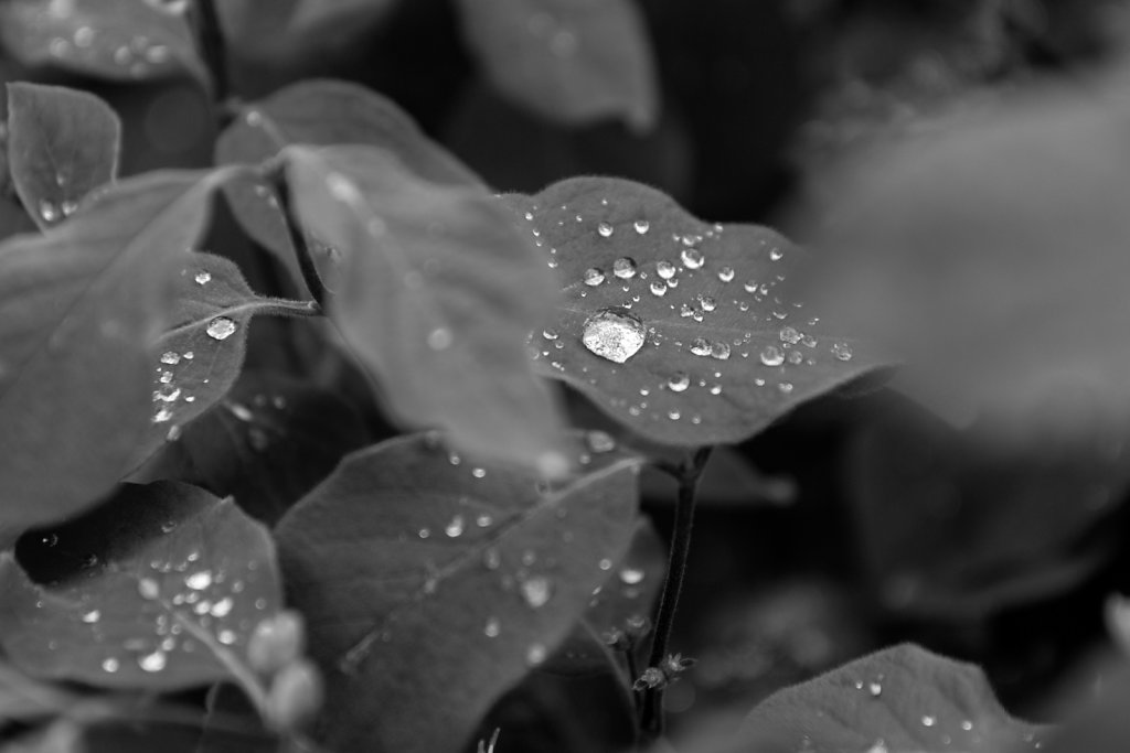 IMG-2828-exp-2.jpg