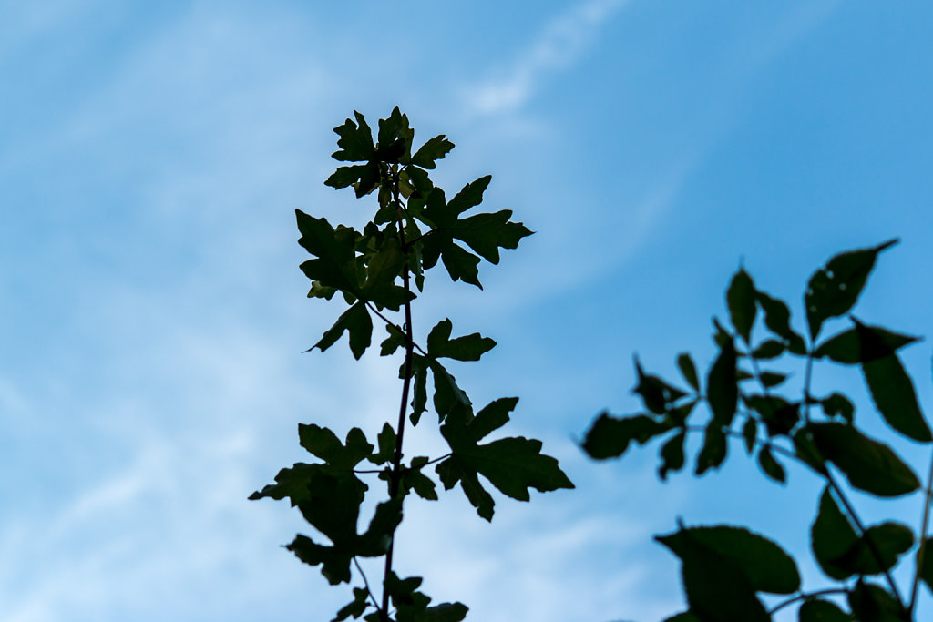 IMG-3201-exp.jpg