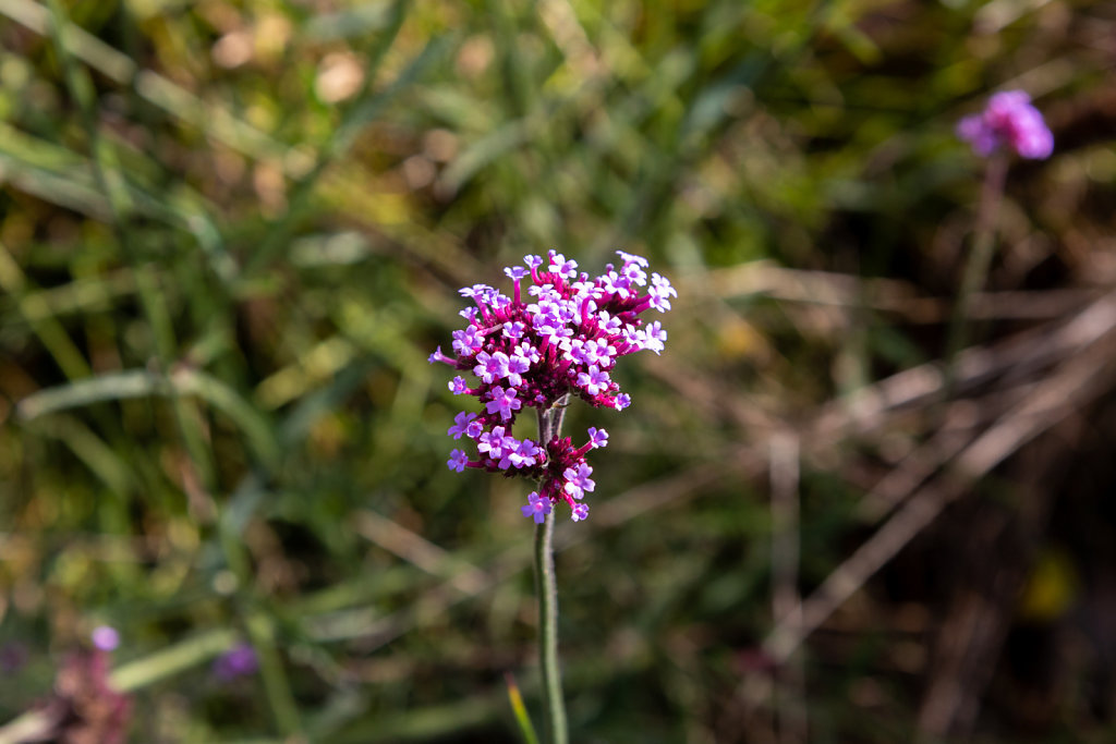 IMG-7718-exp.jpg